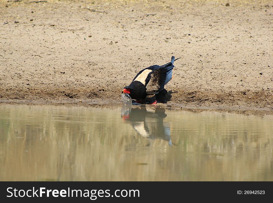 An adult Bateleur Eagle (rare white-backed variety)having a drink at a watering hole on a game ranch. Photo taken in Namibia, Africa. An adult Bateleur Eagle (rare white-backed variety)having a drink at a watering hole on a game ranch. Photo taken in Namibia, Africa.