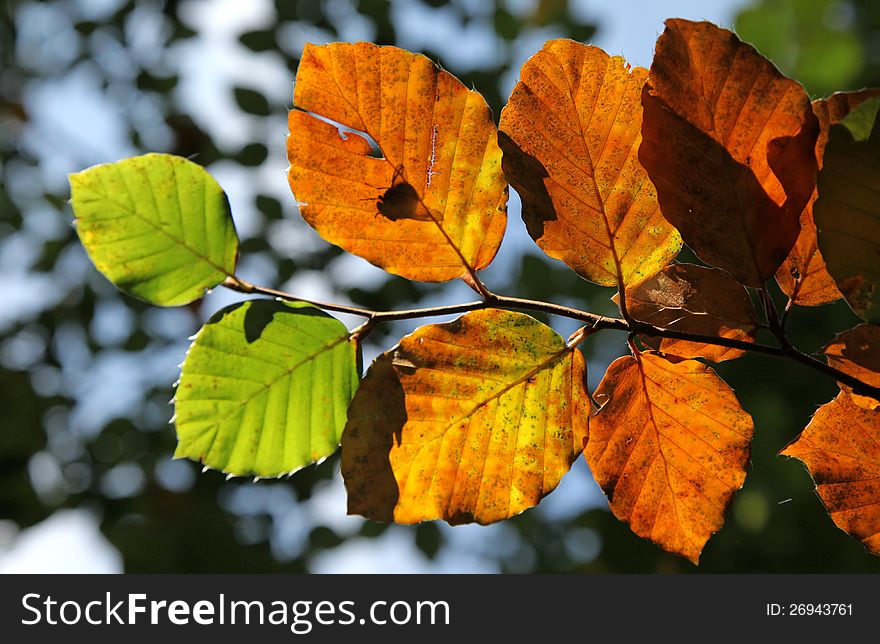 Autumn leaves in forest near city RuÅ¾omberok, Slovakia