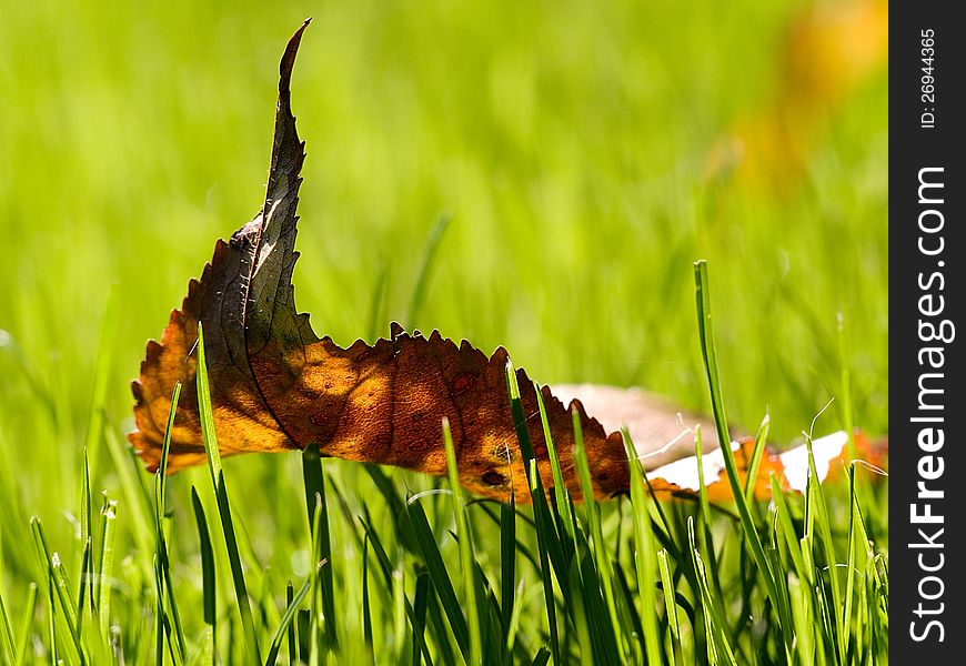 Fallen autumn leaf on the grass