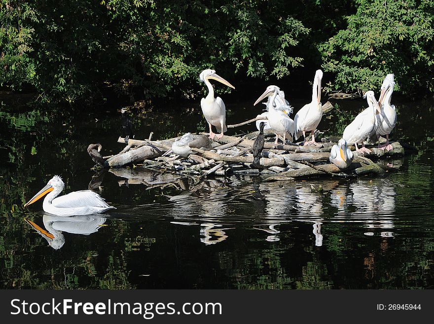 The group of pelicans sits in the middle of a pond