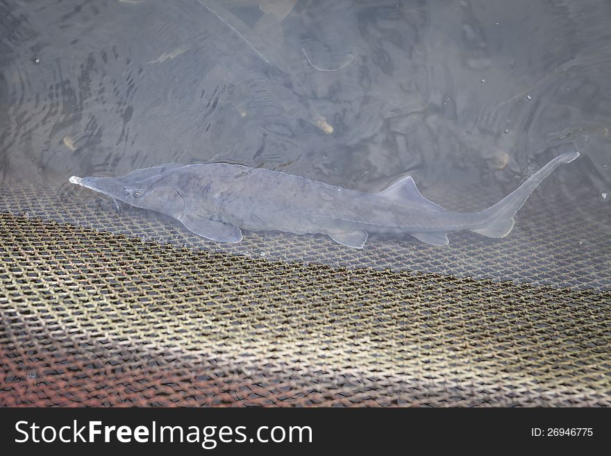 Live sturgeon in the water