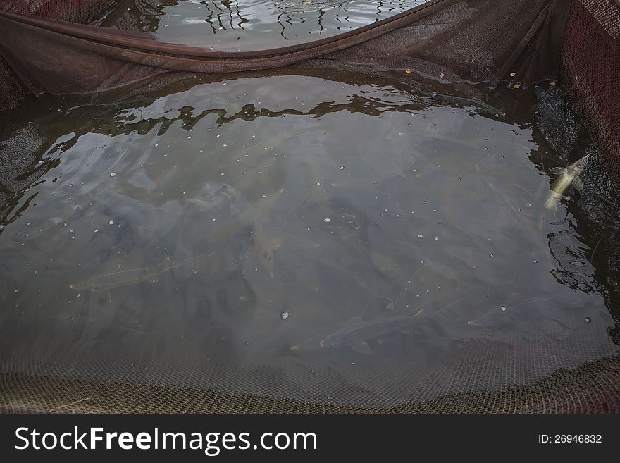 Live sturgeons in the fishpond. Live sturgeons in the fishpond