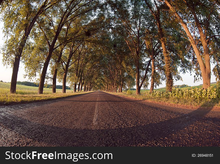 Evening the road under the arch of trees. Evening the road under the arch of trees