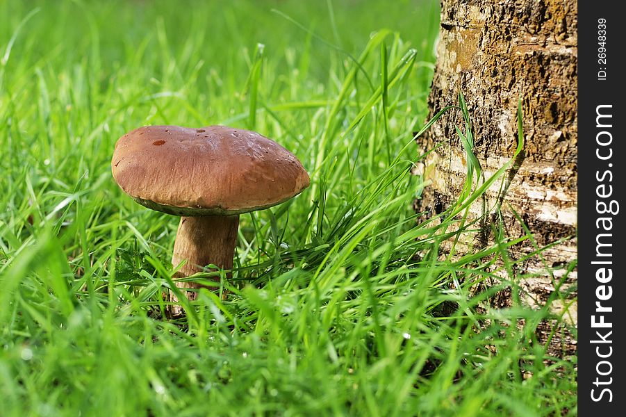 A Mushroom Under The Tree