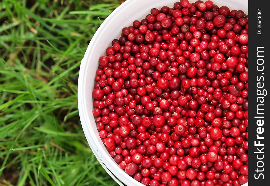 Cranberries in a bucket