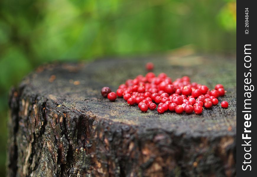 A handful of red cranberries on a tree stump