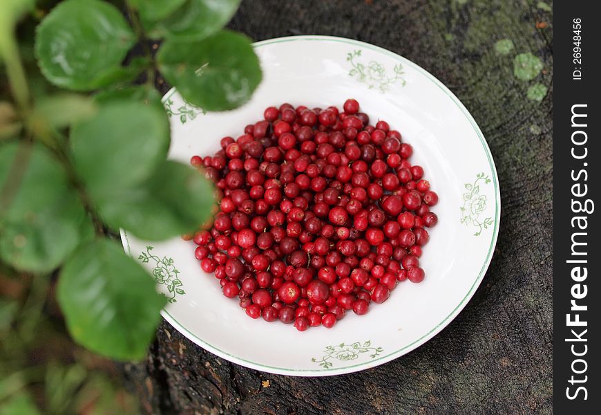 Red cranberries on a plate