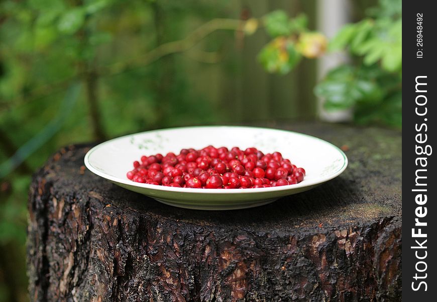 Cranberries on a plate