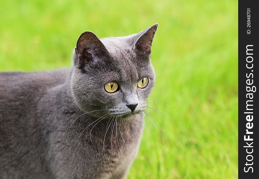 Gray cat portrait on green background