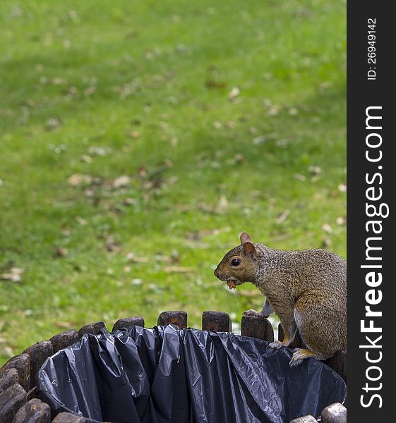 Squirrel eating on a public trash. Squirrel eating on a public trash