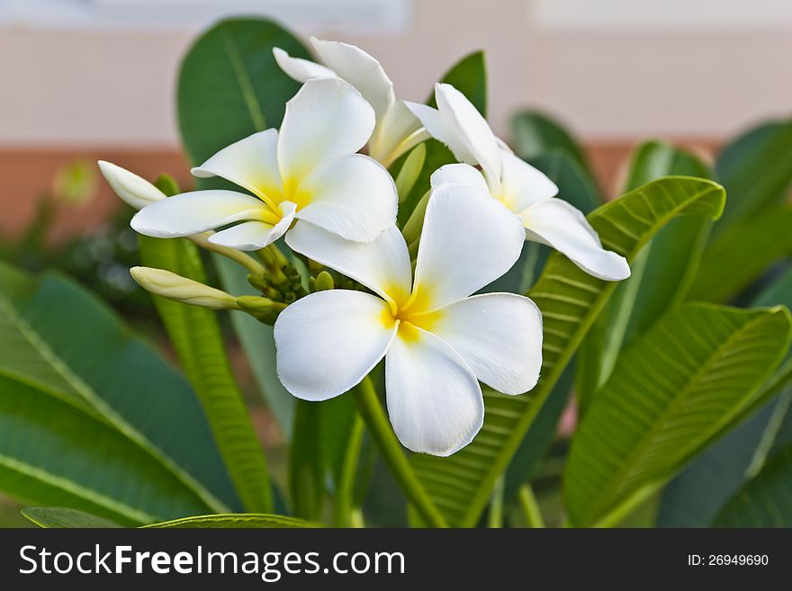 Frangipani Flowers