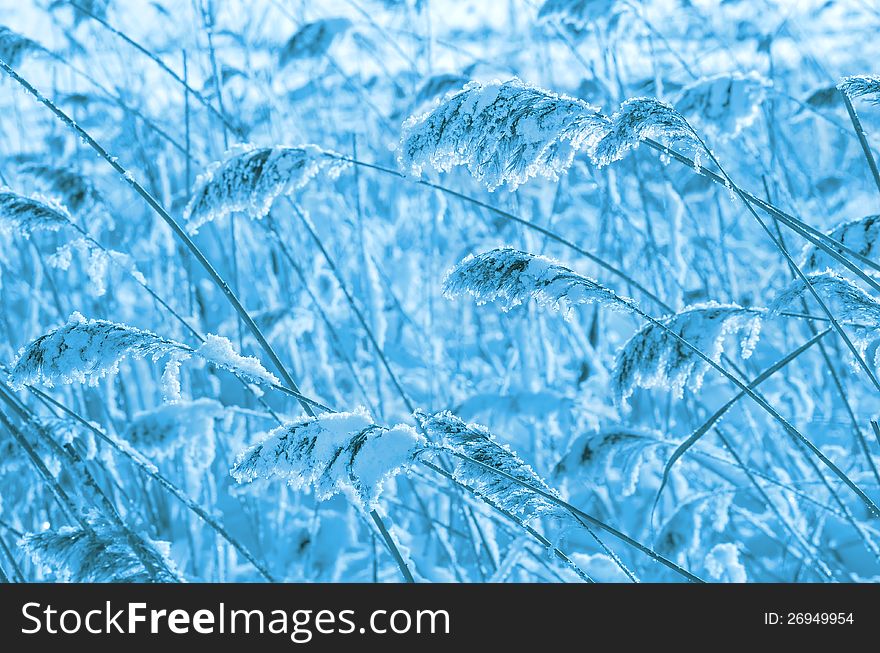 Reed Covered With Frost.