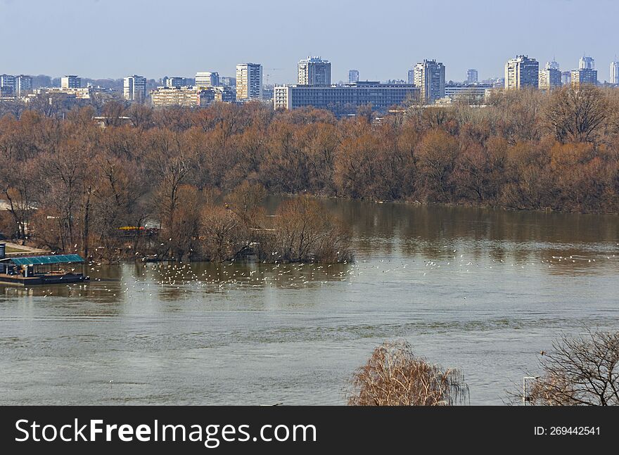 Birds fly over the surface of the Sava River