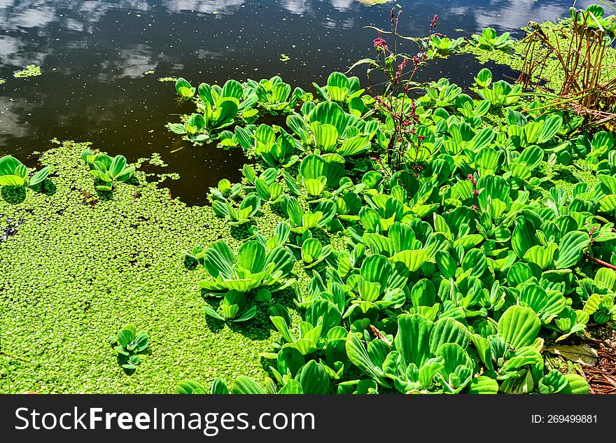 Floating Aquatic Plants Pistia Stratiotes Among Duckweed And Wolffia In A Stagnant Pond