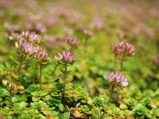 Clover Flowers Royalty Free Stock Photography