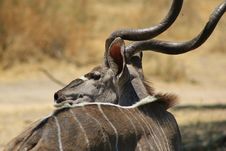 Kudu Bull - Old Ways Of The Bush Royalty Free Stock Photo