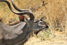 Kudu Bull - Twists And Curls Stock Photos