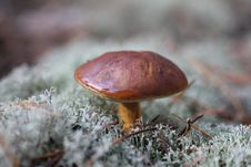 Autumn Mushrooms Royalty Free Stock Photo Autumn Mushrooms Royalty Free Stock Photo
