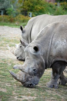 Two Rino S Royalty Free Stock Photography