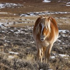 Wild Horse On Winter Range Royalty Free Stock Image