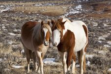 Wild Mustang Mare With Colt Royalty Free Stock Image Wild Mustang Mare With Colt Royalty Free Stock Image