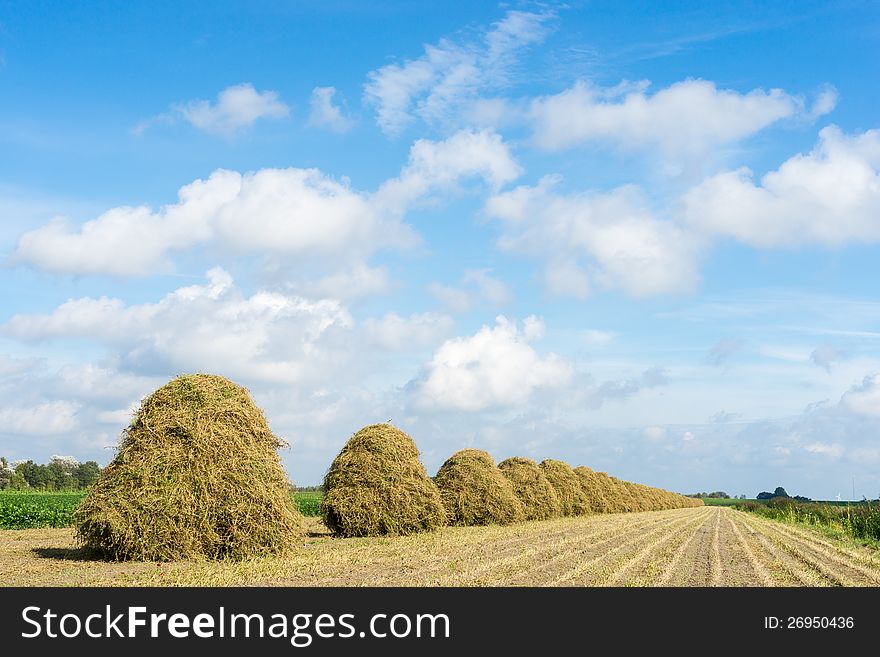 Flowers Drying On A Haystack