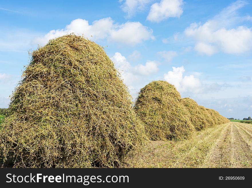 Flowers Drying On A Haystack