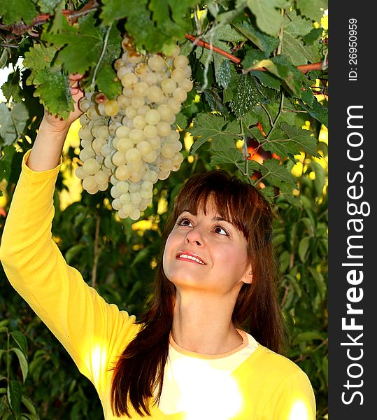 Woman picking bunch of white grapes  from vineyard. Woman picking bunch of white grapes  from vineyard