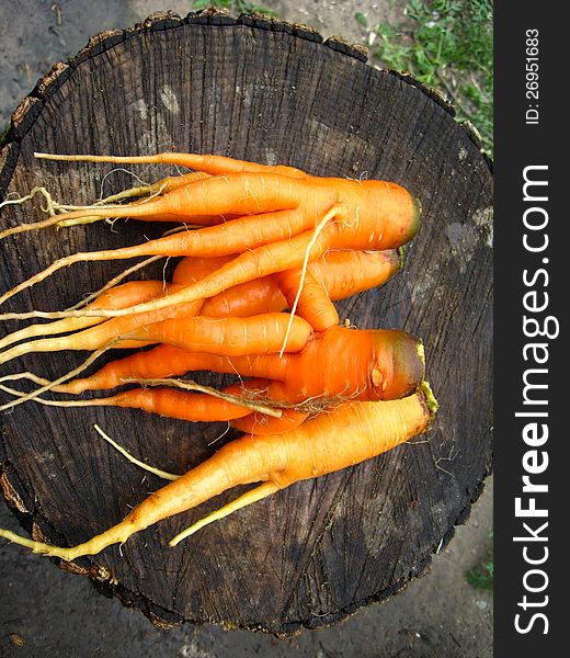 A Bunch Of Pulled Out Carrots