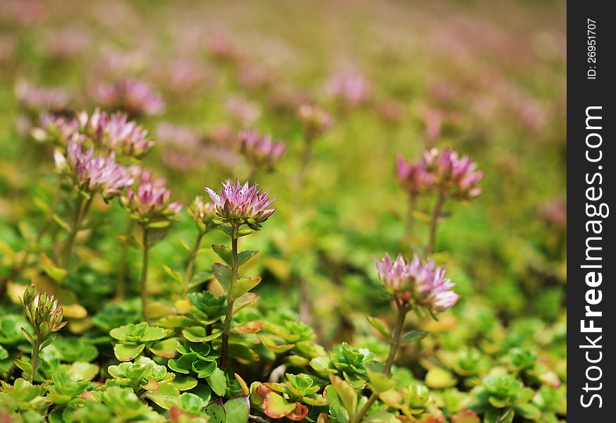 A bed of clover flowers