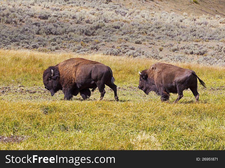 Buffalo bull and cow in Yellowstone Park Wyoming move through the meadow. Buffalo bull and cow in Yellowstone Park Wyoming move through the meadow.