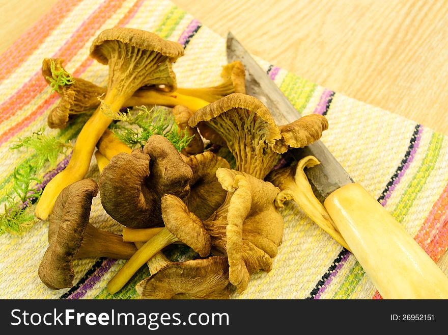 Tasty Chanterelles on the kitchen table with towel and knife. Tasty Chanterelles on the kitchen table with towel and knife