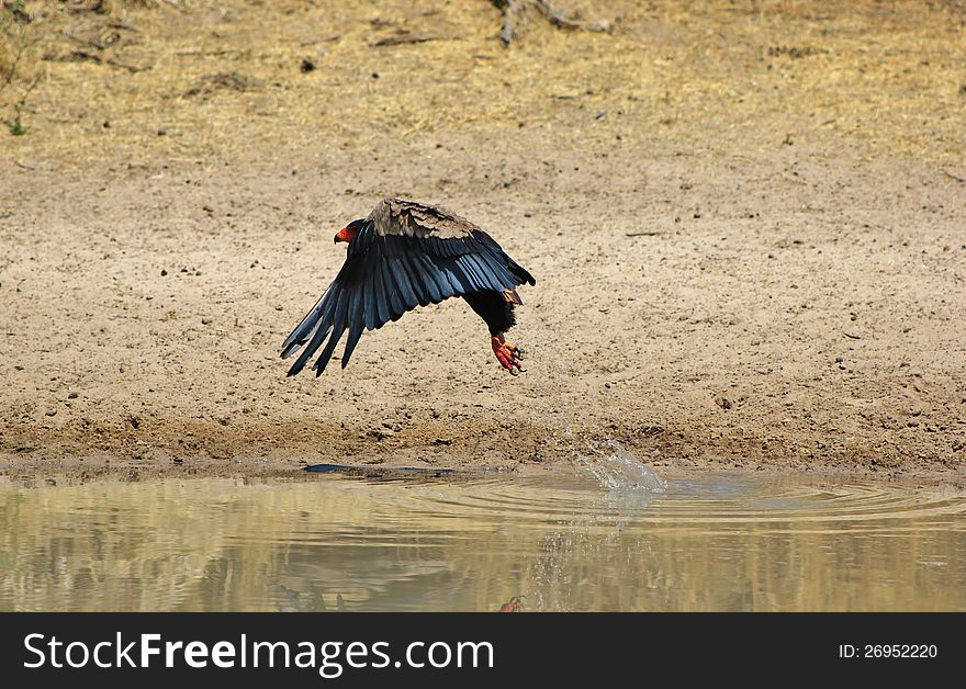 An adult Bateleur Eagle taking off from a watering hole in Namibia, Africa. An adult Bateleur Eagle taking off from a watering hole in Namibia, Africa.