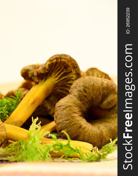 Yellowfoot Mushroom