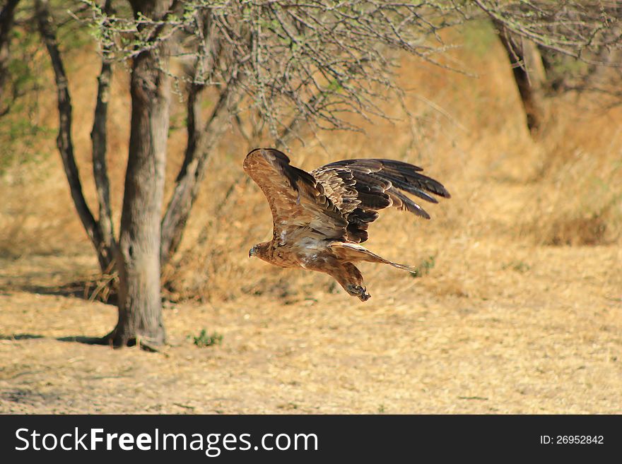 An adult Tawny Eagle at a watering hole in Namibia, Africa. An adult Tawny Eagle at a watering hole in Namibia, Africa.