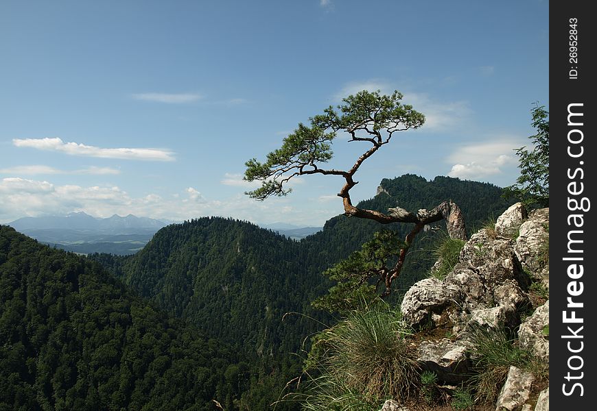 The very old pine in mountains - Sokolica.