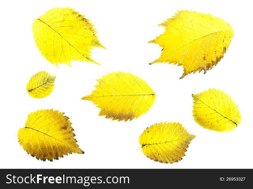 Alder autumn leaves on a white background. Alder autumn leaves on a white background