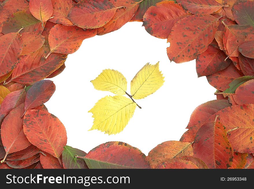 Leaves of the black crane on white background. Leaves of the black crane on white background