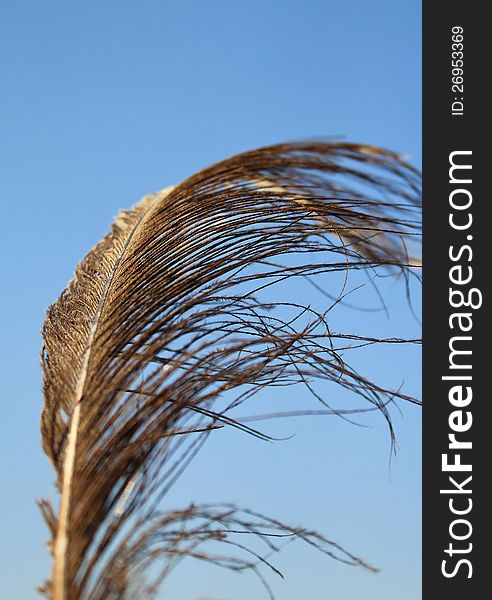 A Golden-Brown Ostrich feather in the wind on a game ranch in Namibia, Africa.