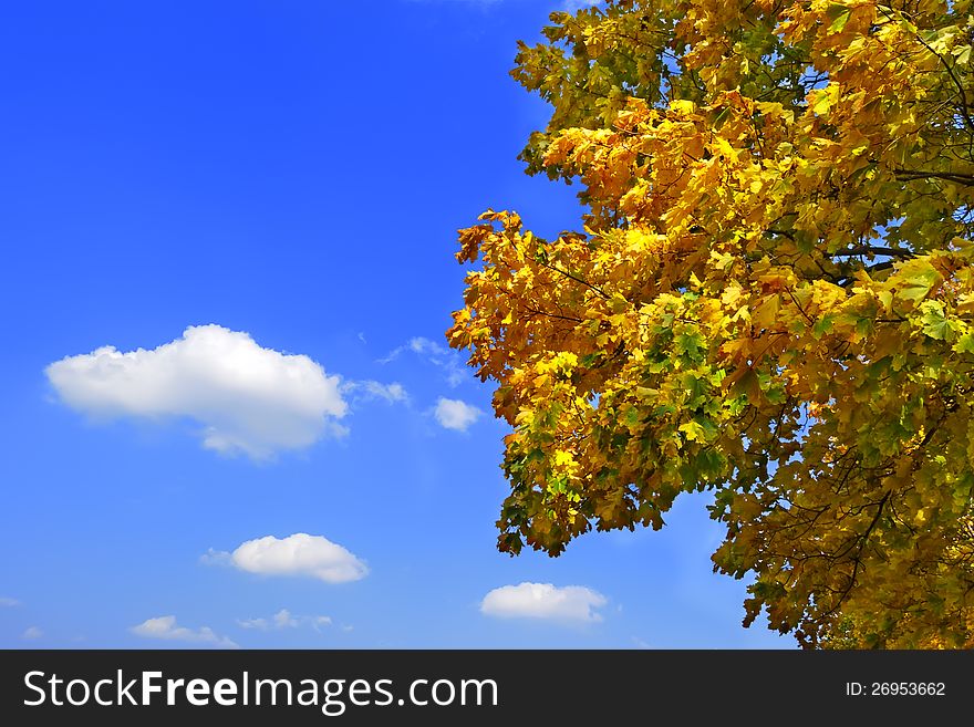 Autumn leaves of the maple tree and the blue sky