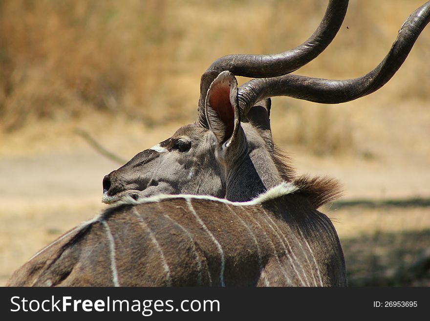 A Kudu bull looking into the distance at a watering hole. Photo taken in Namibia, Africa. A Kudu bull looking into the distance at a watering hole. Photo taken in Namibia, Africa.