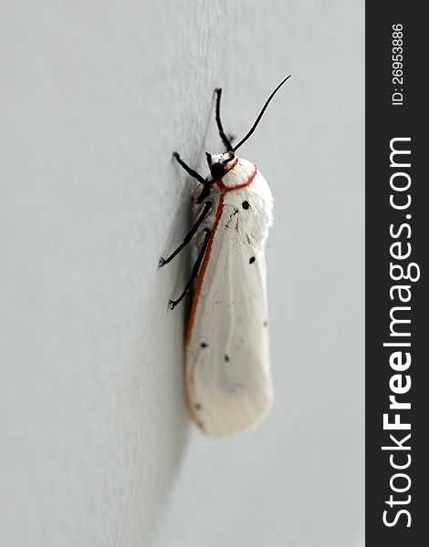 Closeup of a white moth with red outlines on a wall.