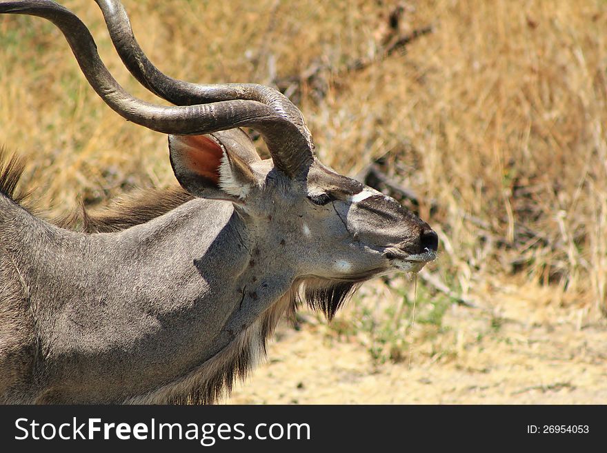A Kudu bull posing at a watering hole. Photo taken in Namibia, Africa. A Kudu bull posing at a watering hole. Photo taken in Namibia, Africa.