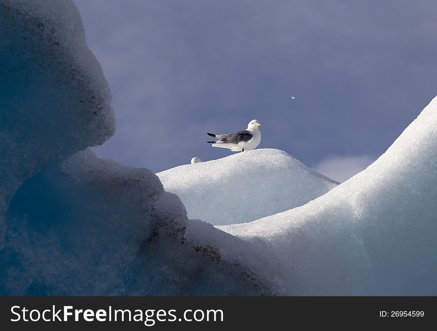 Kittiwake on a glacier