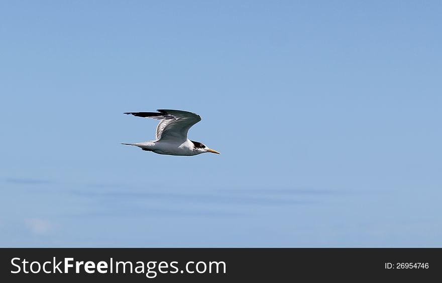 Tern Cruising By