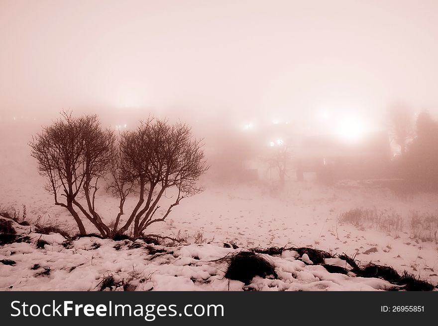 Silhouette of trees in the fog on a very cold night in monochromatic colors. Image no 113. Silhouette of trees in the fog on a very cold night in monochromatic colors. Image no 113.