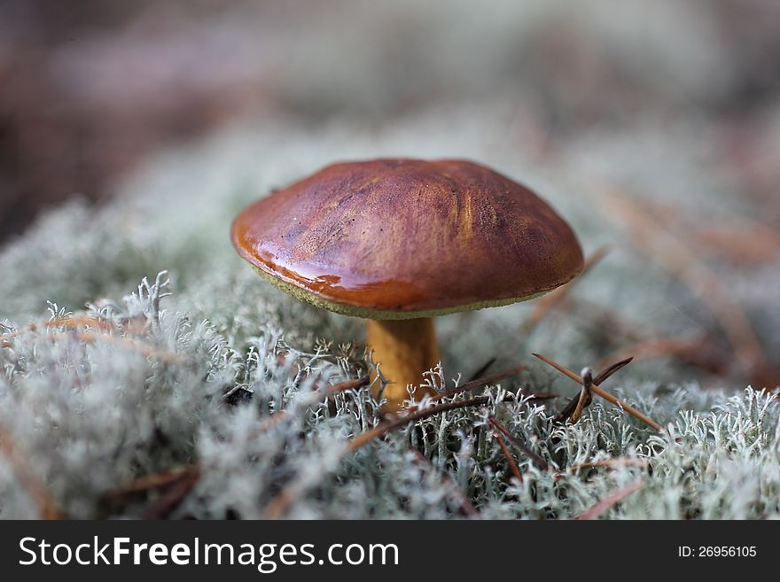 Autumn - time for mushrooms that nature gives us. Autumn - time for mushrooms that nature gives us.