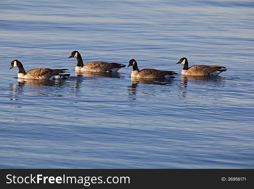 Flock of Canada Geese swimming on a lake. Flock of Canada Geese swimming on a lake.