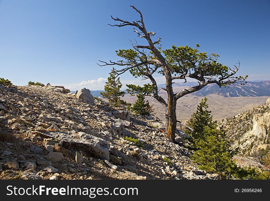 The lone windblown ponderosa pine tree sits on top of Hart Mountain Wyoming. The lone windblown ponderosa pine tree sits on top of Hart Mountain Wyoming.