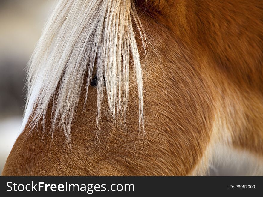 Portrait Of A Wild Mustang In Wyoming